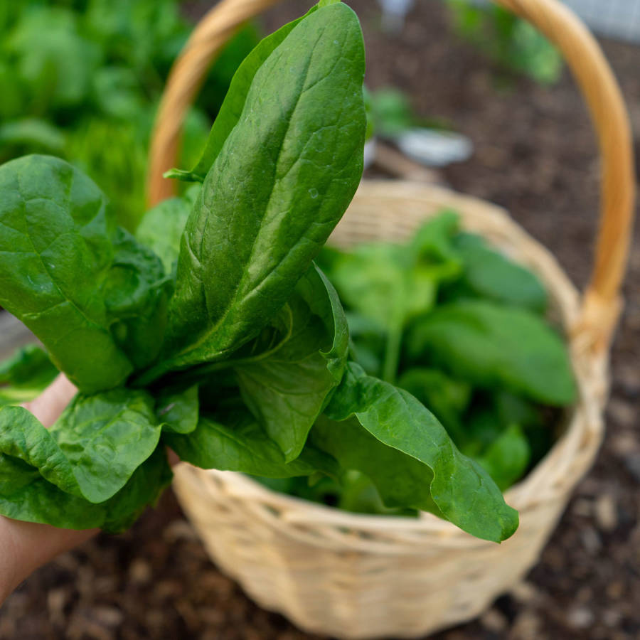Plantar espinacas: los trucos de experta para sembrarlas y cultivarlas con éxito incluso en maceta