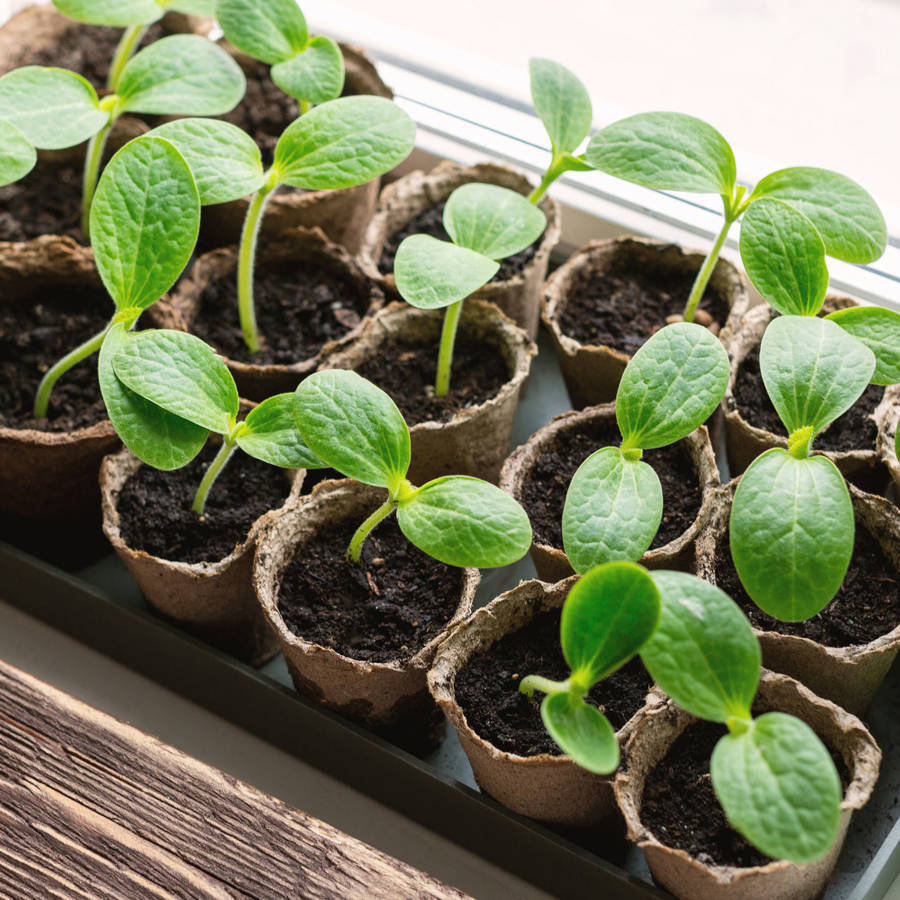 Cómo hacer semilleros caseros: consejos de experta para que tus plantas germinen con éxito