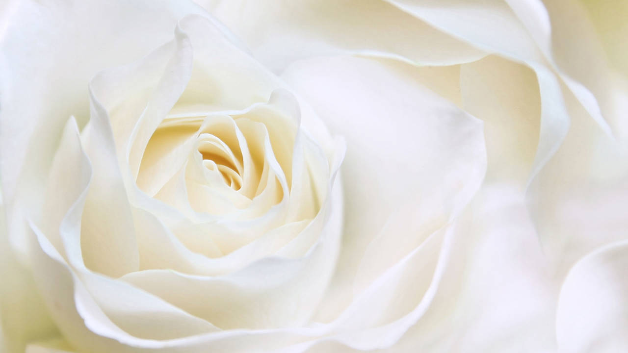 Que significa rose hot sale