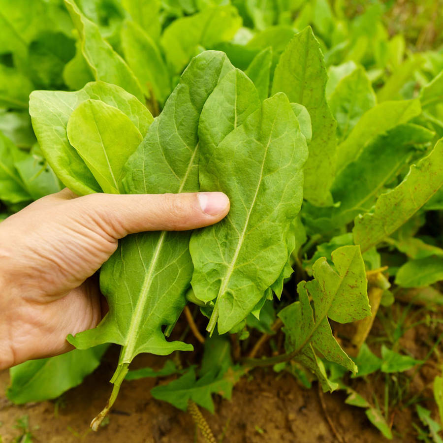 Cómo plantar acedera en el huerto o el jardín para disfrutar de sus hojas bien frescas en las ensaladas
