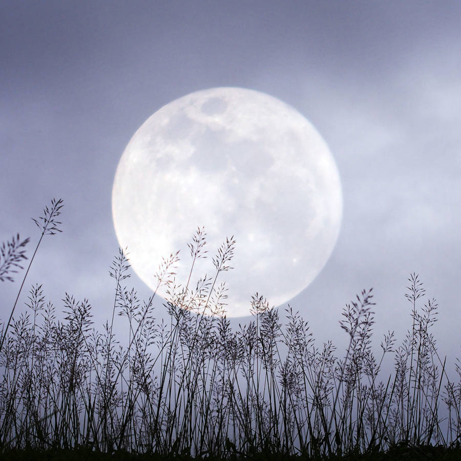 Luna llena de febrero 2024 o Luna de nieve HOY, una microluna llena de magia