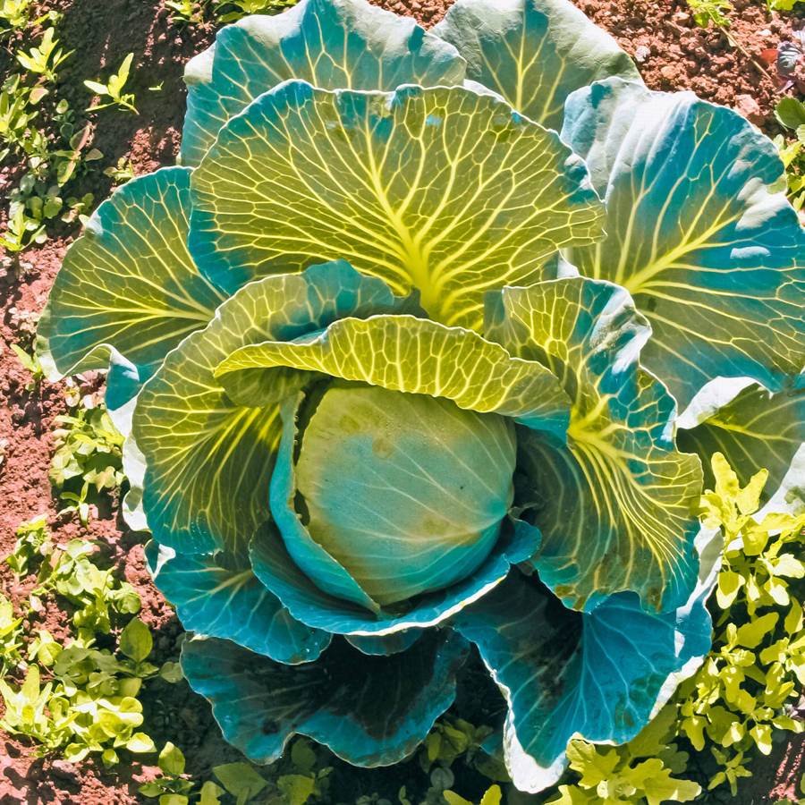 Plantar repollo: consejos de experta para sembrar y cuidar esta col en el huerto