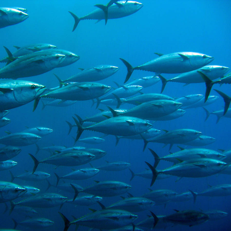 6 buenas razones ambientales para comer menos o evitar el pescado