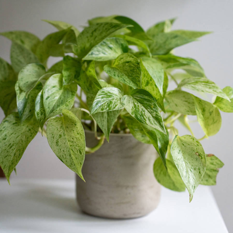 Poto: qué cuidados necesita la planta que ayuda a purificar el aire de tu hogar