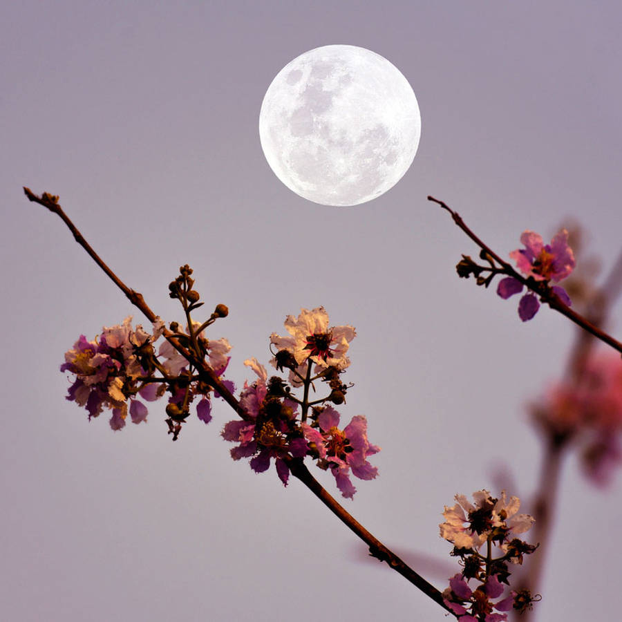 Luna llena HOY: la primera luna llena de la primavera