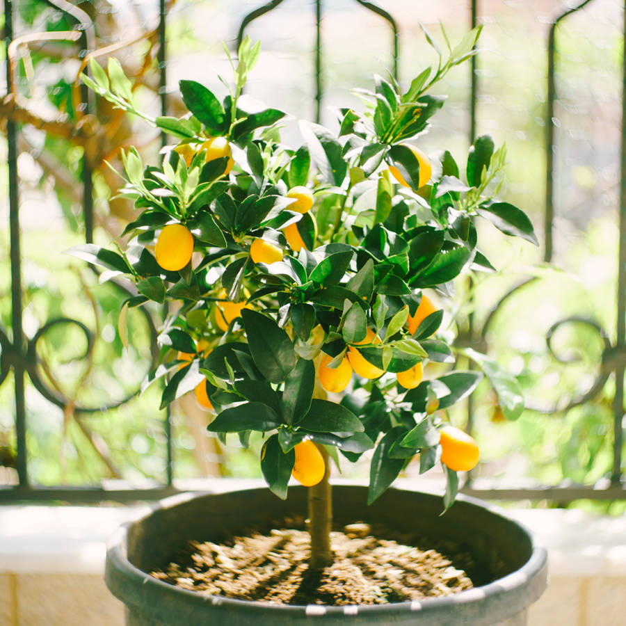 Cómo sembrar un limonero en una maceta o un huerto
