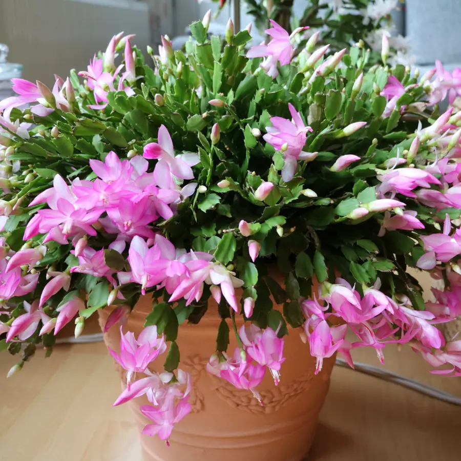 ¿Por qué no florece mi cactus de Navidad? Estos consejos ayudarán a que lo haga